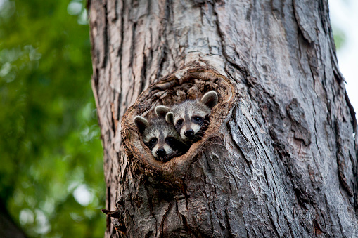 Raccoon, Procyon lotor,  by the water in Kalispell, Montana.