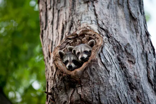 Photo of Racoons