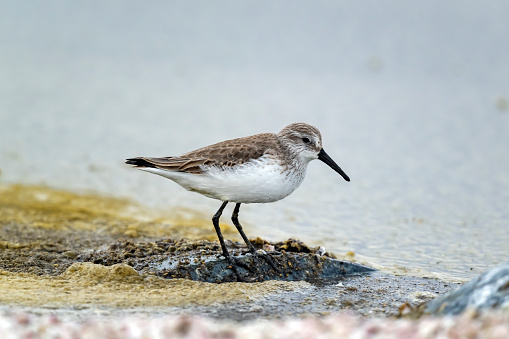 A Western Sandpiper (Calidris mauri) in winter plumage on the shore of the Salton Sea in Imperial County, southern California. This bird breeds in extreme northern Alaska and eastern Siberia and winters widely along the western, southern, and eastern coasts of North America, the Caribbean, and along both coasts of South America.