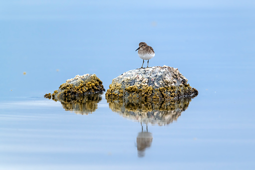 The Least Sandpiper (Calidris minutilla) is the smallest shorebird and the smallest member of the family of sandpipers (Scolopacidae). It breeds on the North American arctic tundra and winters in the southern United States and south through northern South America. This bird in winter plumage is on the Salton Sea in Imperial County, southern California.