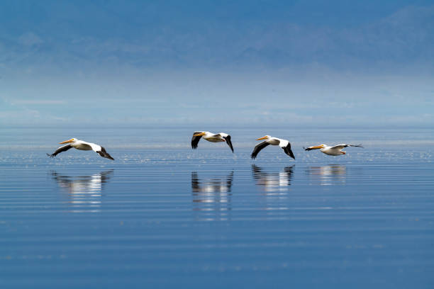 białe pelikany w formacji nad spokojnym morzem salton - salton sea zdjęcia i obrazy z banku zdjęć