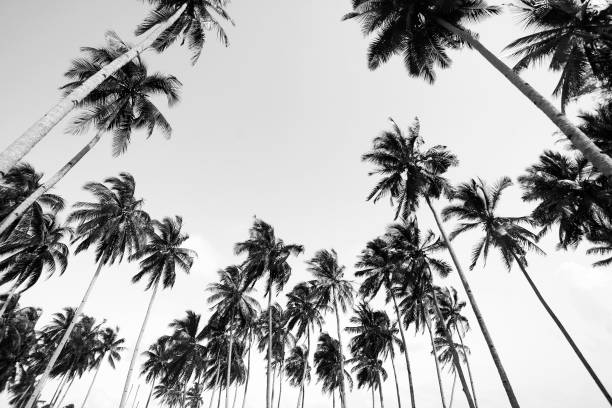 istock Coconut tree view in black and white with vintage effect 1201577610