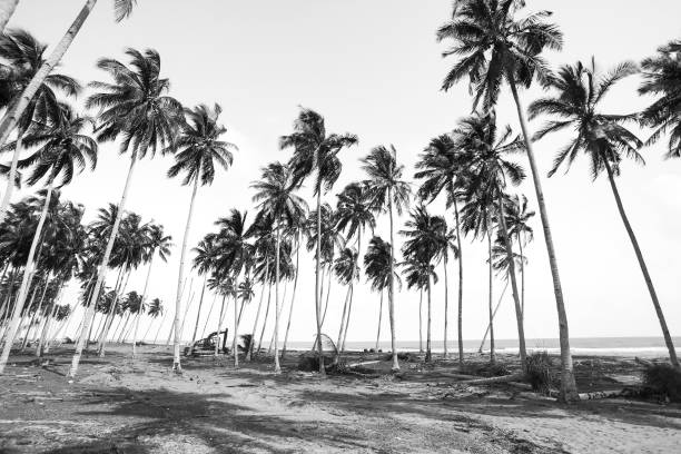 istock Coconut tree view in black and white with vintage effect 1201577810