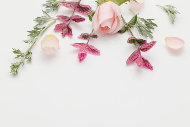 istock plants and flowers on white  background 1201579067