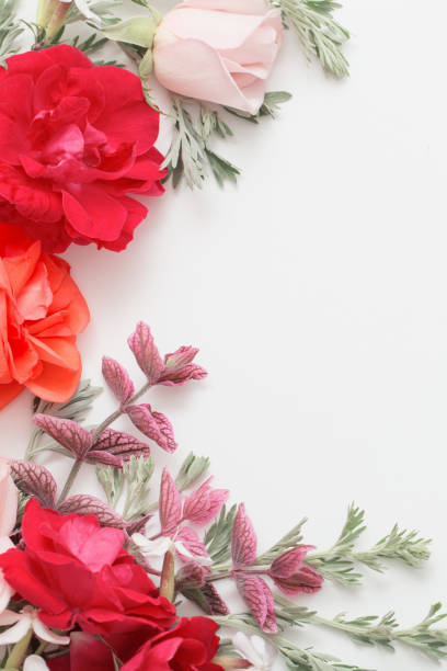 istock rose flowers and leaves on white background 1201579069