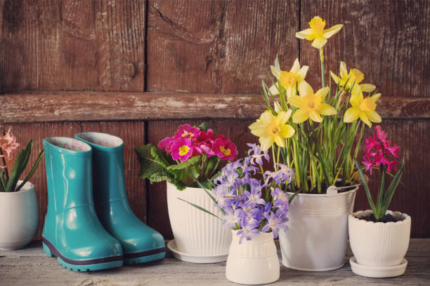 outils de jardinage et fleurs de ressort sur le fond en bois - hyacinth lily family potted plant flower photos et images de collection