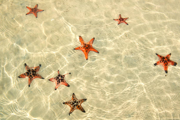 Ocean Floor Beach tanzania