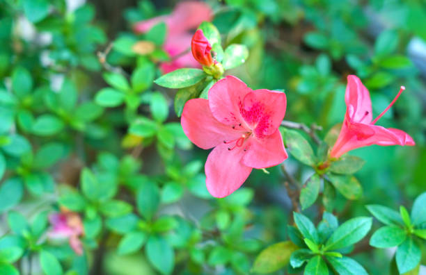 istock Beauitiful pink Azalea in the garden , Thailand 1201580775