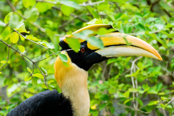 istock Hornbill in wild life breeding station. 1201580954