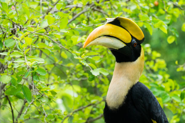 istock Hornbill in wild life breeding station. 1201581755