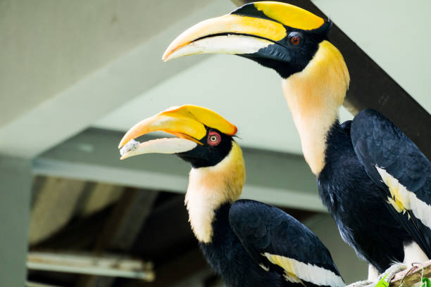 istock Hornbill in wild life breeding station. 1201581928
