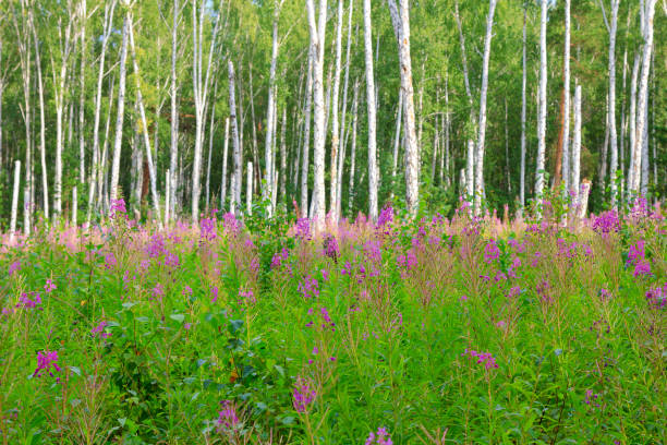 Birch grove on a sunny summer day. Birch forest.