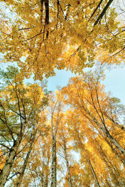 istock autumn trees on a sunny day 1201584320