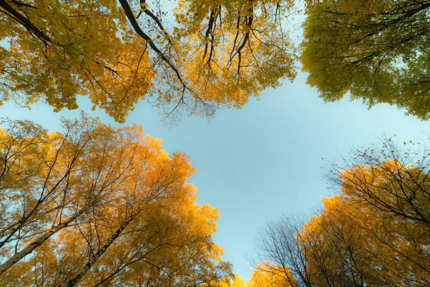 istock tree crowns on a sunny autumn day 1201584323