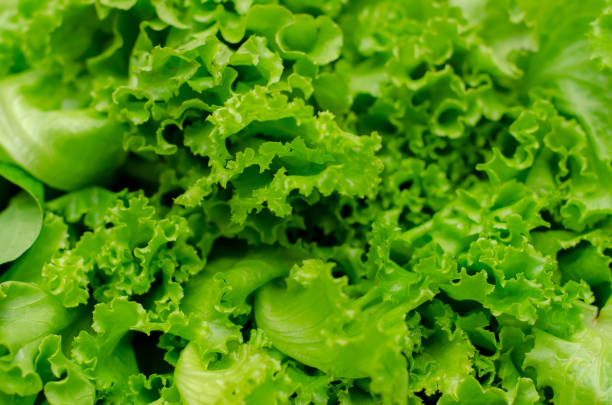 istock Fresh Green Oak Lettuce, organic vegetable. 1201584466