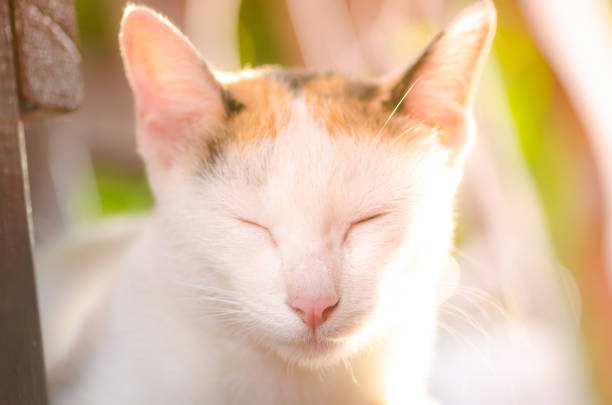 the cute cat sleep alone in evening time.