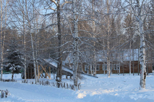istock Winter snow in forest and sun nature winter background 1201587387