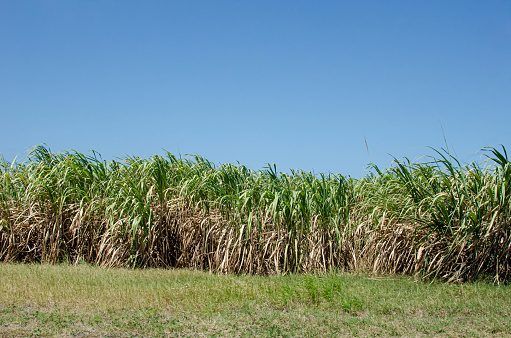Sugarcane plantation ready to be harvested in Herrera, Panama
