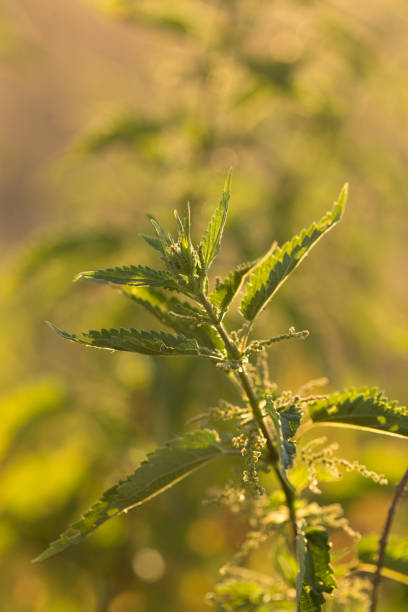 istock Nettle flower at sunset in backlight. Background of sunset 1201588499
