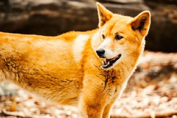 Australian dingo. Scientific name is Canis lupus.