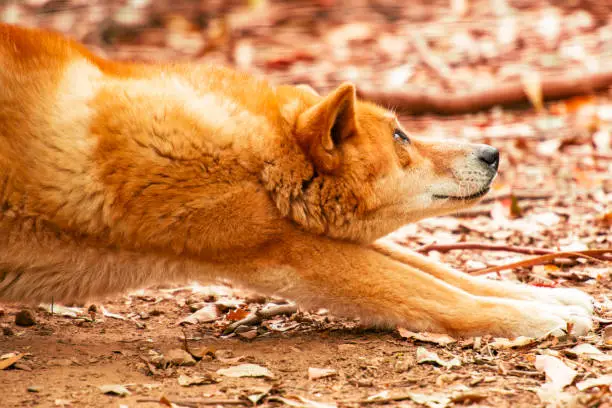 Australian dingo. Scientific name is Canis lupus.