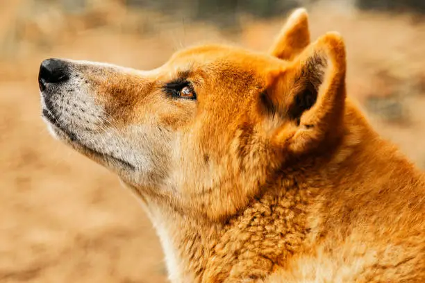 Australian dingo. Scientific name is Canis lupus.