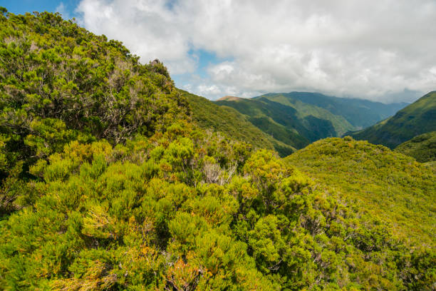 istock green mountains of Madeira 1201594560
