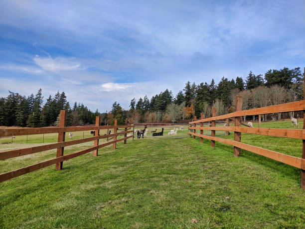 istock Alpacas grazing in a field in Northern Washington. 1201596114