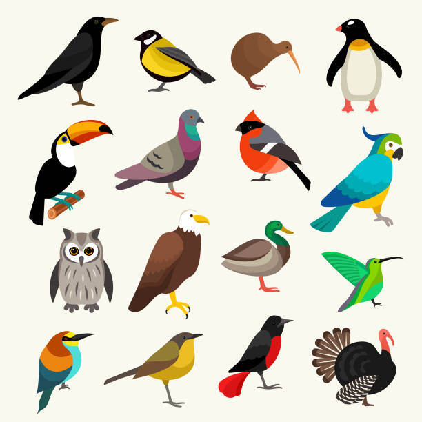 Birds vector set Birds species vector illustration set pics for toucan flying stock illustrations