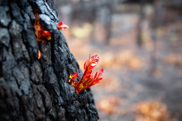 Small leaves burst forth from trees after bush fire Australia Small leaves burst forth from a burnt tree after a bush fire.  Very shallow dof. blue mountains australia photos stock pictures, royalty-free photos & images