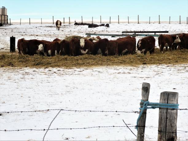 istock Feeding Hay to Cattle in Winter - Local Canadian Industry Code 775085614 1201600572