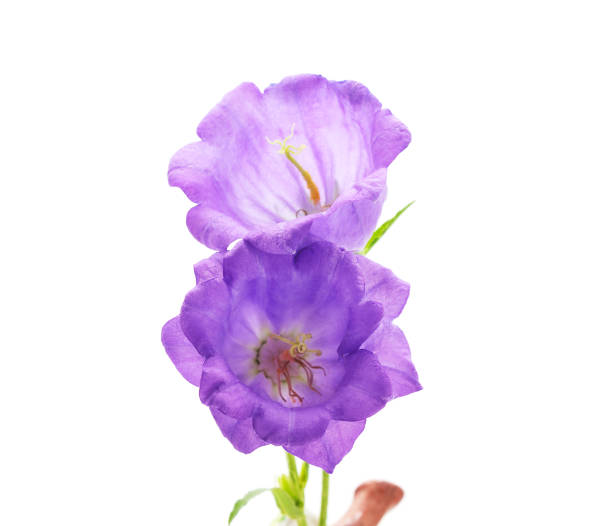 istock Beautiful purple foxglove. 1201603940