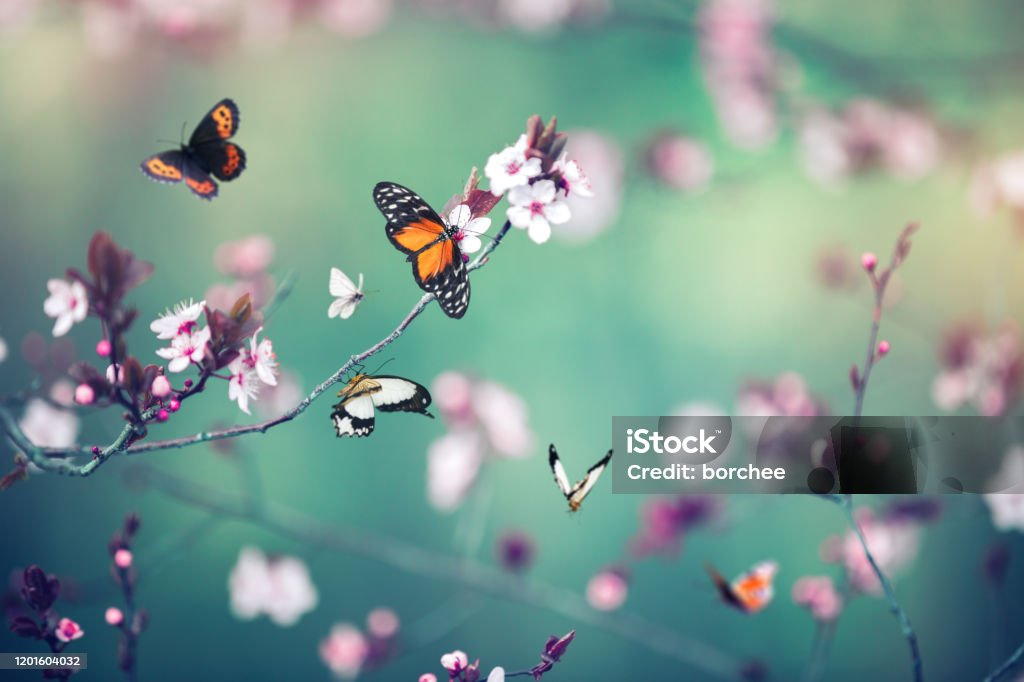 Bloeiende Boom met Vlinders - Royalty-free Vlinder Stockfoto