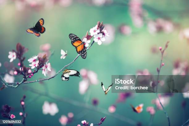 Bloeiende Boom Met Vlinders Stockfoto en meer beelden van Vlinder - Vlinder, Lente, Achtergrond - Thema