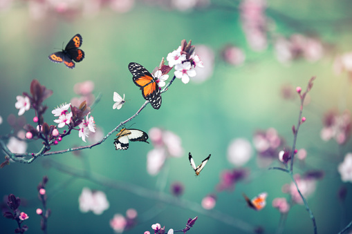 Blooming Tree With Butterflies