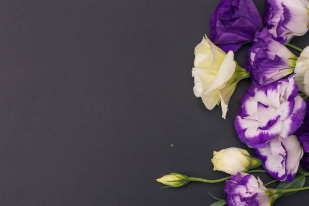 istock Tender white and purple eustoma flowers on black background, flat lay 1201604043