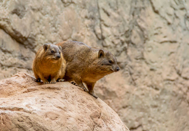 rock hyrax on rock formation in stony ambiance