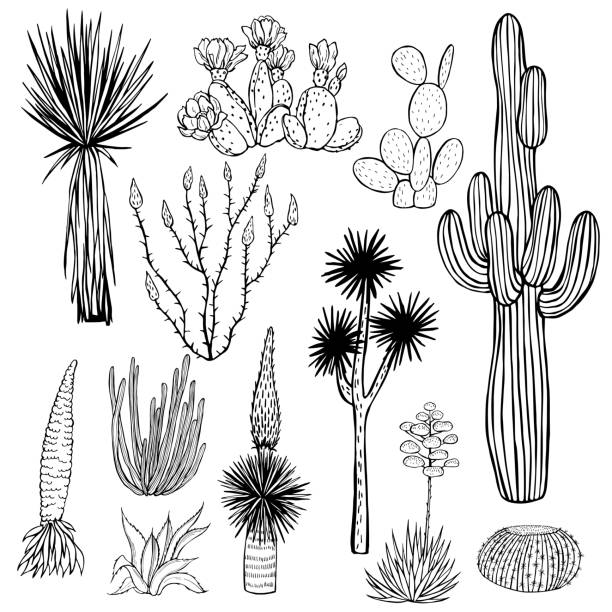 illustrazioni stock, clip art, cartoni animati e icone di tendenza di piante del deserto, cactus. illustrazione vettoriale. - yucca