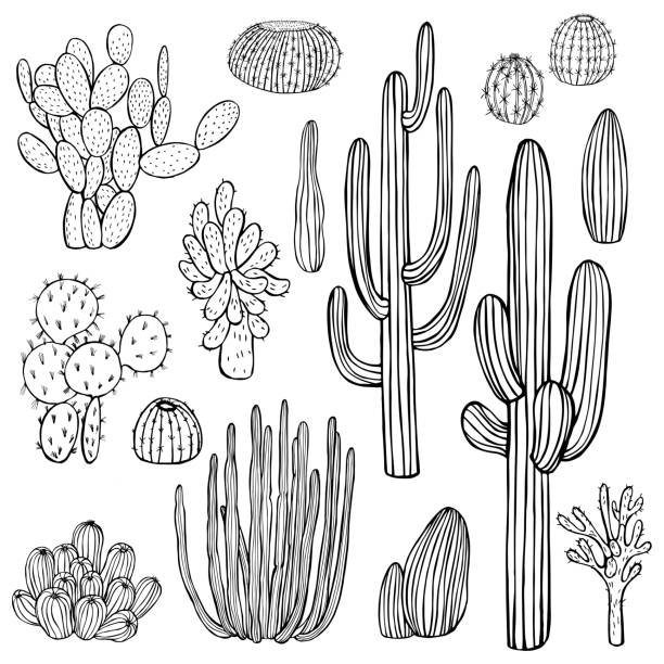 bildbanksillustrationer, clip art samt tecknat material och ikoner med ökenväxter, kaktusar. vektorillustration. - desert cactus