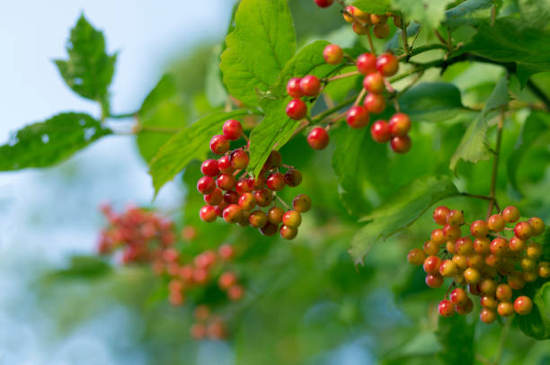 istock Ripening viburnum berries among green foliage 1201606184