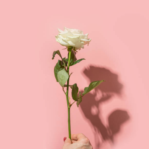 istock One white rose flower in female hand. Close up. Square image. Minimalism. 1201606398