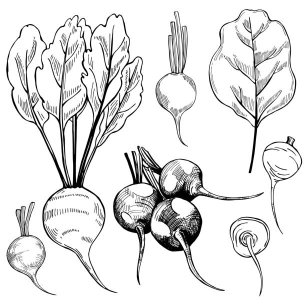 Beetroots. Vector illustration. Hand drawn beetroots. Vector sketch  illustration. common beet stock illustrations