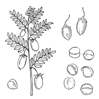 Hand drawn chickpeas beans. Vector sketch  illustration.