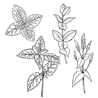 Hand drawn spicy herbs. 
Peppermint. Vector sketch  illustration.