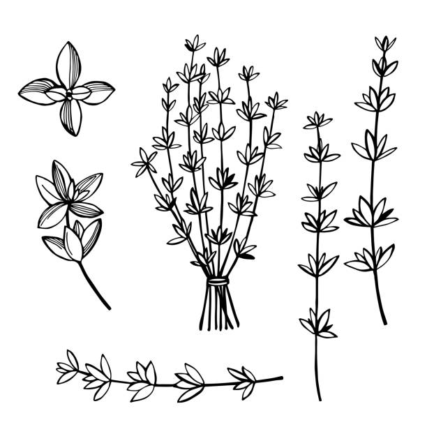 Thyme. Vector sketch  illustration. Hand drawn spicy herbs.  Thyme. Vector sketch  illustration. thyme stock illustrations