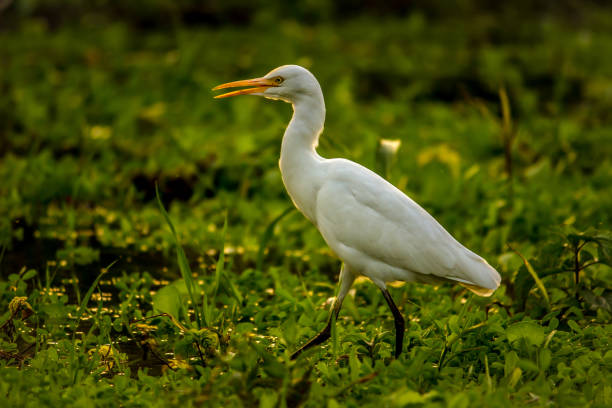 istock Cattle Egret Bird Wildlife 1201607216