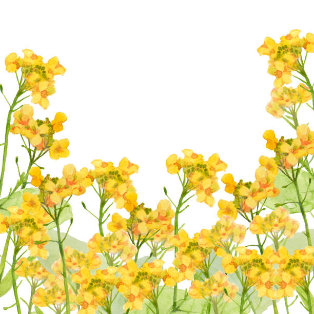 ilustrações de stock, clip art, desenhos animados e ícones de rapeseed flowers - japanese mustard