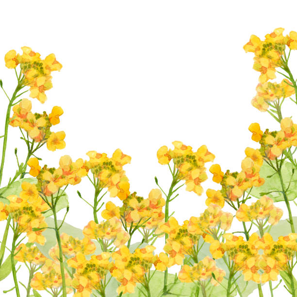рапсовые цветы - japanese mustard stock illustrations