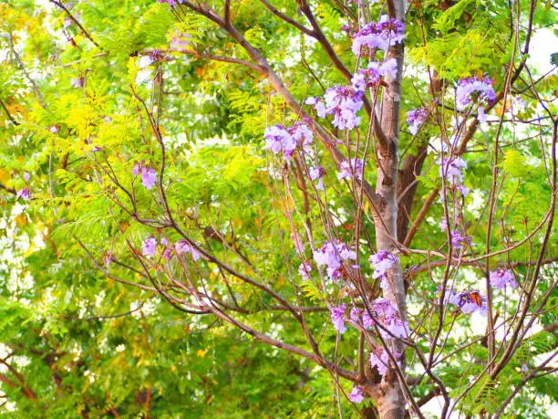 Beautiful blooming flowers of Paulownia plant in morning.