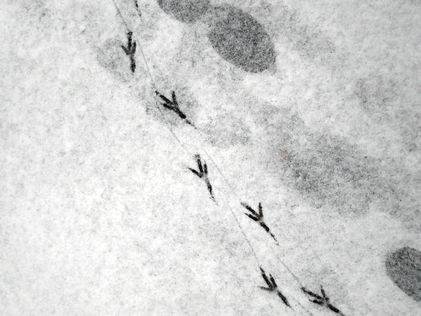 istock Footprints in the snow-covered road. 1201611903